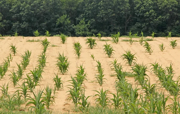 Siccità colpito Cornfield — Foto Stock