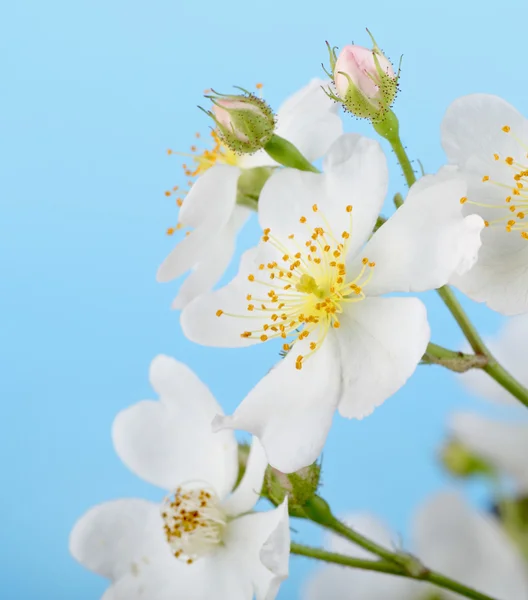 Vielblütige Rose, Rosa multiflora — Stockfoto