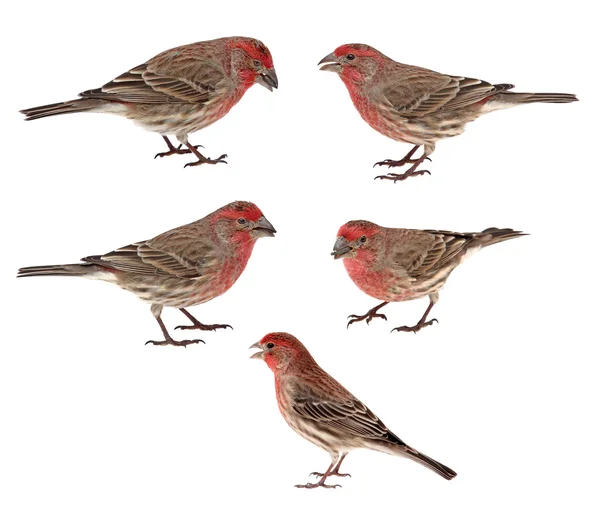 Evi finches, carpodacus mexicanus — Stok fotoğraf