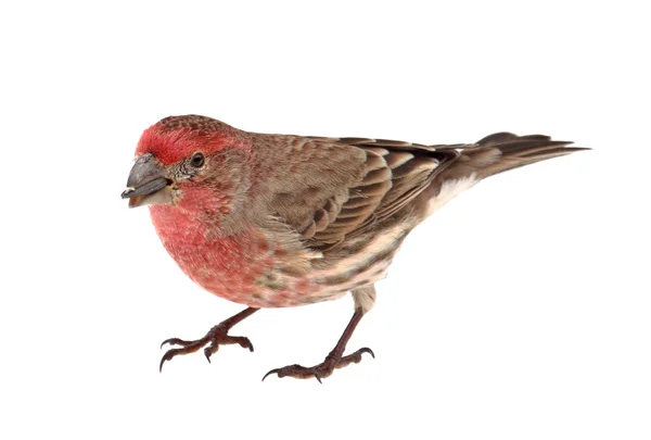 Finch mangeant des graines d'oiseaux — Photo