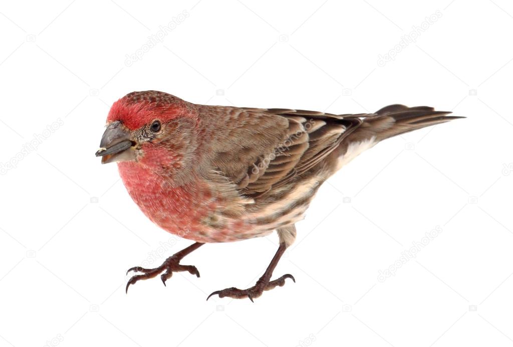 Finch Eating Bird Seed