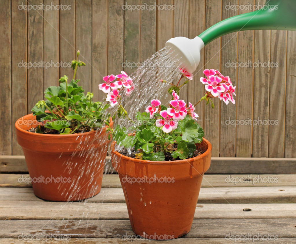 Полив домашних цветов. Любит ли герань. Любит ли герань. Пеларгония грандифлора. Молодая цветущая герань.