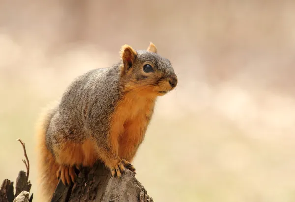 Esquilo em um toco de árvore — Fotografia de Stock