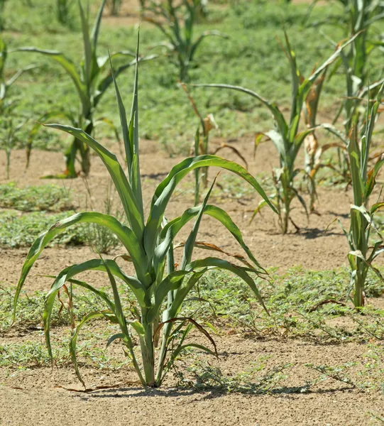 Daños en las cosechas — Foto de Stock