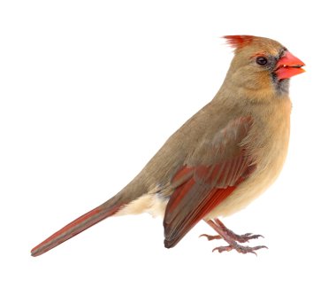 Northern Cardinal, Cardinalis cardinalis, isolated clipart