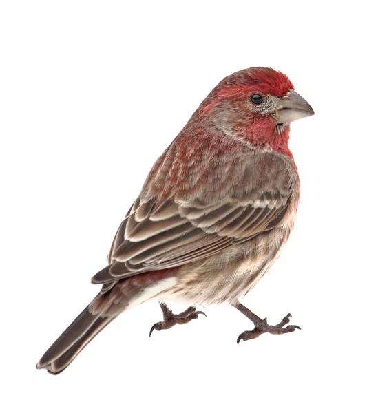 Evi izole finch, carpodacus mexicanus,