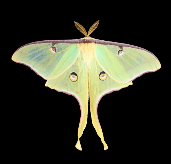 Luna Moth, Actias luna — Zdjęcie stockowe