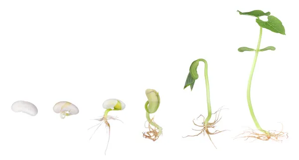 Bohnenpflanze wächst isoliert — Stockfoto
