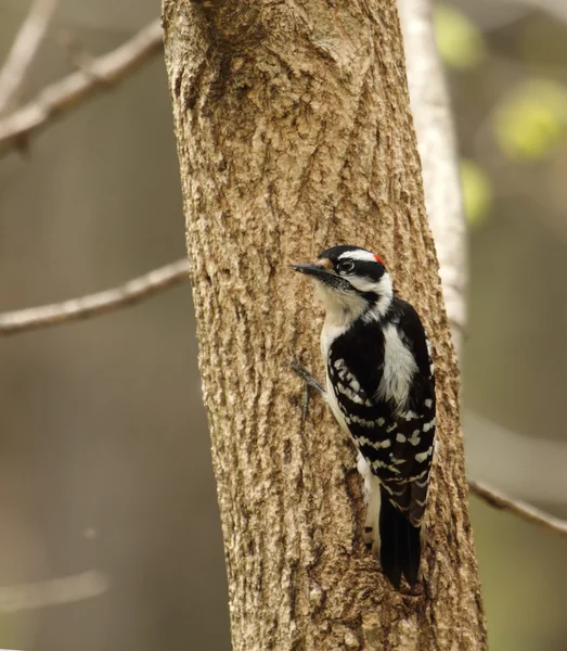 Picoides pubescens Downy ağaçkakan — Stok fotoğraf