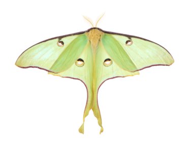 Luna güve, actias luna, izole
