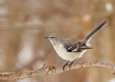Kuzey bülbülü, mimus polyglottus'tur