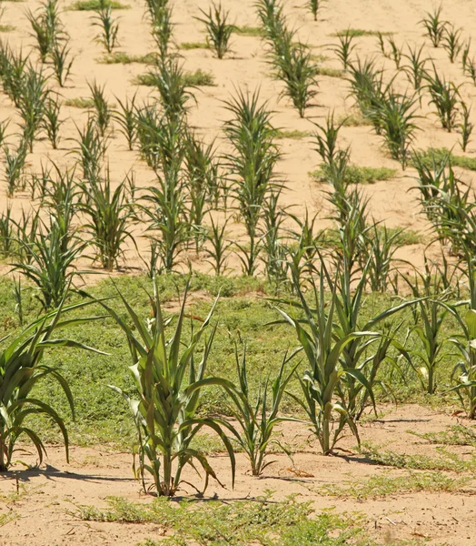 Summer Drought — Stock Photo, Image