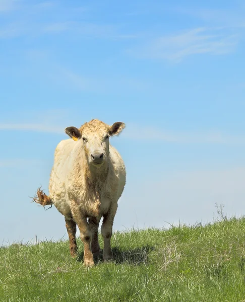 Vaca en el pasto — Foto de Stock