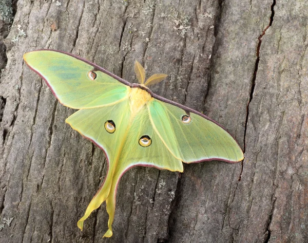 Luna güve, actias luna