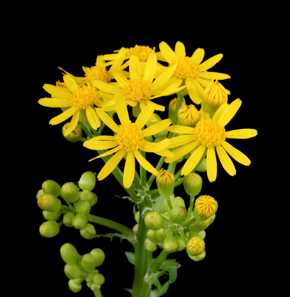 Butterweed, Packera glabella, elszigetelt — Stock Fotó