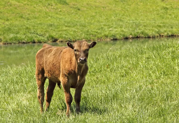 Brun kalv — Stockfoto