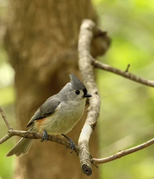 Titmouse tufted, baeolophus bicolor — Fotografia de Stock