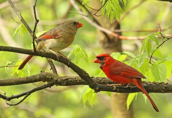 Two Cardinals in a Tree — Stock Photo, Image