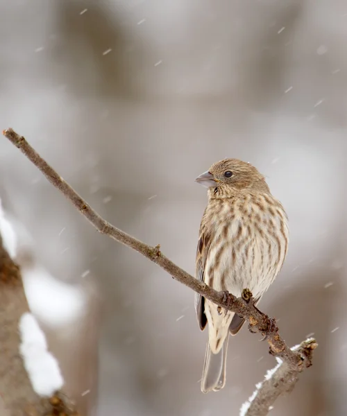 家フィンチ、carpodacus メキシコ — ストック写真