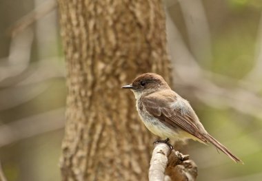 Doğu phoebe, sayornis phoebe