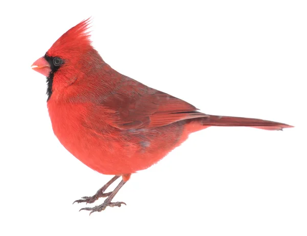 Nördlicher Kardinal, cardinalis cardinalis, isoliert — Stockfoto