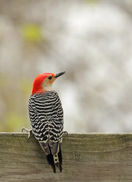 Kırmızı karınlı ağaçkakan, melanerpes carolinus — Stok fotoğraf