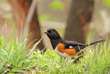 Doğu towhee, pipilo erythrophthalmus