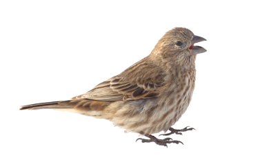 Evi izole finch, carpodacus mexicanus,