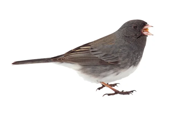 Mörkögda junco, junco hyemalis — Stockfoto