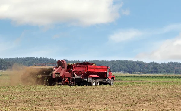 Harvesting Potato Crop — Stock Photo, Image