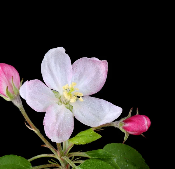 Apple Blossom — Stock Photo, Image