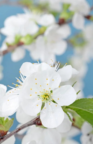 Cherry Bloom — Stock Photo, Image