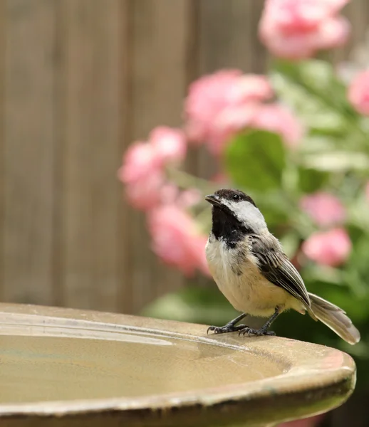 Capped чорного Chickadee, Poecile atricapilla — стокове фото