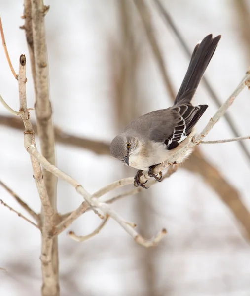 Nördlicher Spottvogel, mimus polyglottos — Stockfoto