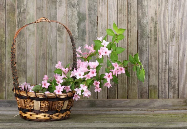 허니 꽃 바구니에жимолості квіти в кошику — стокове фото