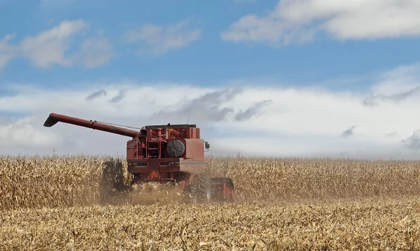 Picking Corn Crop — Stock Photo, Image