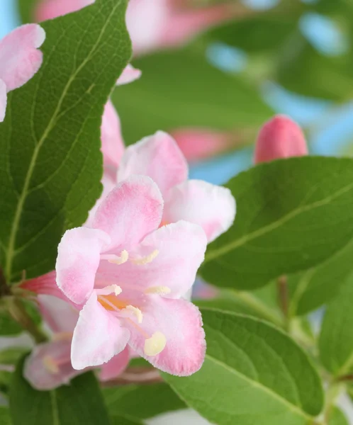 Pink Honeysuckle Flower — Stock Photo, Image