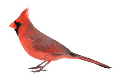 Northern Cardinal, Cardinalis cardinalis, Isolated clipart