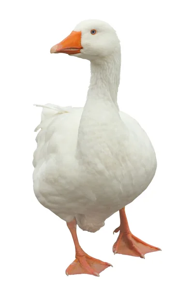 Domestic Goose Isolated — Stock Photo, Image