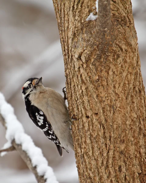 Picchio vedovo, Picoides pubescens — Foto Stock