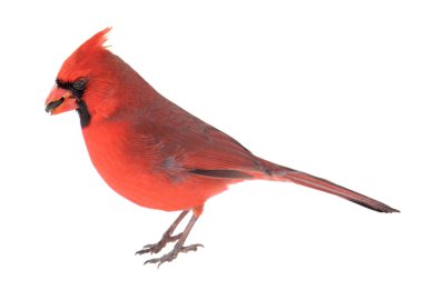 Norther Kardinal, cardinalis cardinalis