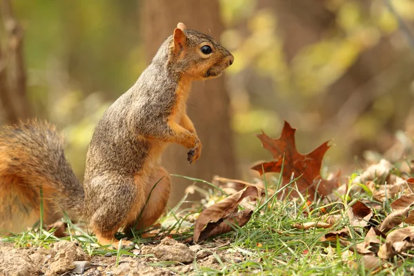 Fox wiewiórka, sciurus niger — Zdjęcie stockowe