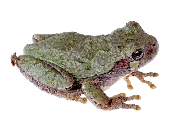 Ανατολικής γκρι treefrog, hyla versicolor — Φωτογραφία Αρχείου