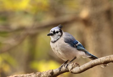 Mavi karga, cyanocitta cristata