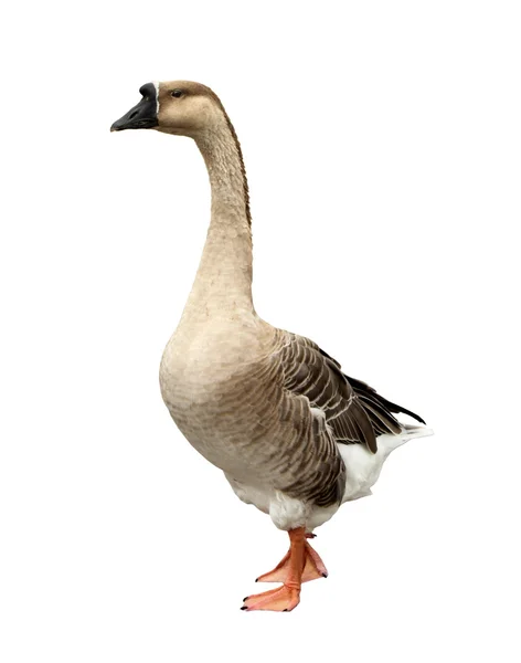 Domestic Goose Isolated — Stock Photo, Image
