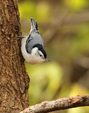 Ak göğüslü sıvacı kuşu, sitta carolinensis