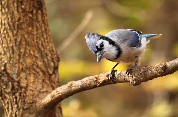 Blue jay, cyanocitta hřebenitá — Stock fotografie