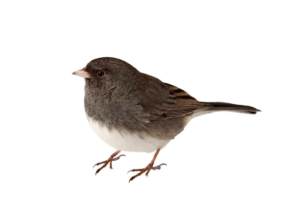 Junco de olhos escuros, Junco hyemalis — Fotografia de Stock