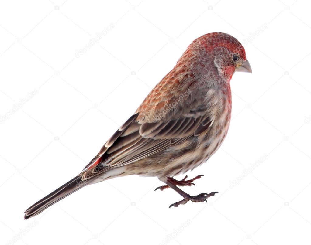 FINCH SCARICA