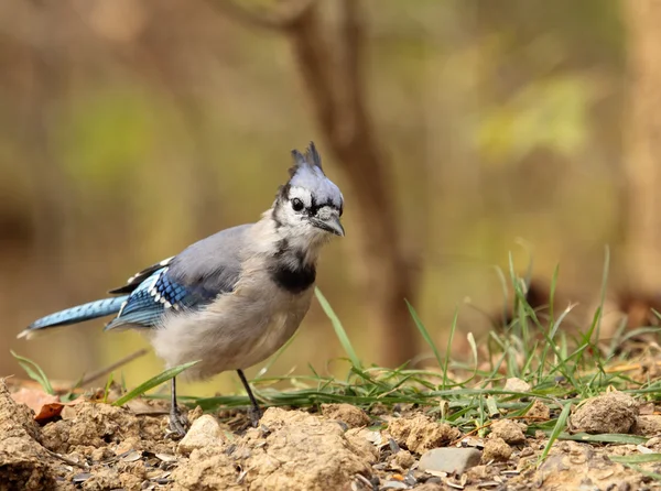 Blue jay, cyanocitta hřebenitá — Stock fotografie